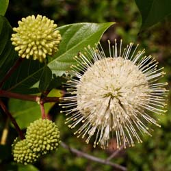 Cephalanthus occidentalis